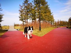 -春花秋色城市公园