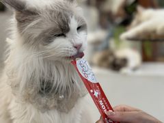 -共舞时光猫咖·狗咖(新街口店)