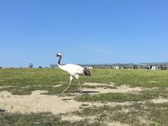 -盐城丹顶鹤湿地生态旅游区