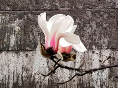 -东华门大街小区