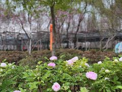 -洛阳市隋唐城遗址植物园