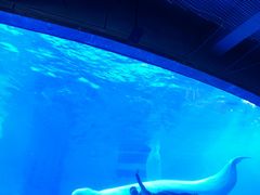 -海合安成都极地海洋公园