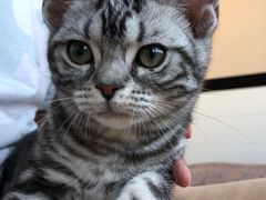 -猫大福·Fortune Cat猫舍(百子湾店)