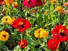 -武汉紫薇都市田园