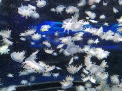 -太平洋海底世界