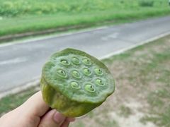 -嘉北郊野公园
