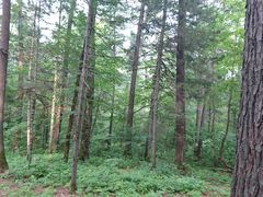 -五营红松林海景区