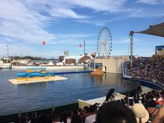 海洋剧场看海狮和海豚的表演-秦皇岛乐岛海洋王国