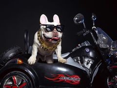 -超宠爱宠物摄影-Super pet