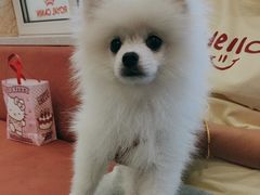 -东日国际动物医院·CT·心脏专科(桃源分院)