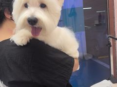 -FAELING PETS美天灵宠物(富力广场店)