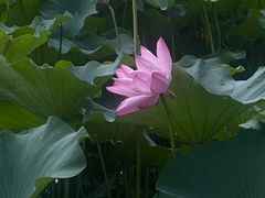 -旺顺阁·北京菜·烤鸭(大望路店)