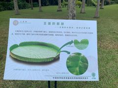 -西双版纳原始森林公园