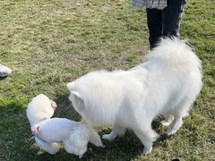 -洪湖家庭农场·团建·露营·会议