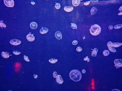 -太平洋海底世界