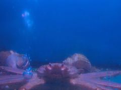 -月下料理(楷林IFC店)