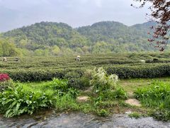 -中国茶叶博物馆(双峰馆区)