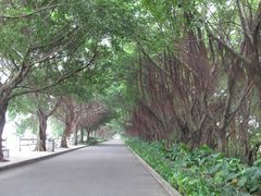 -大湾区中央湿地公园