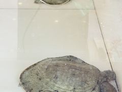 -蟹天蟹地农家菜·阳澄湖大闸蟹(浅水湾店)