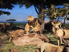 -国家自然博物馆