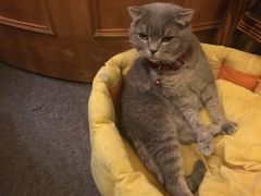 -猫色咖啡·猫咖