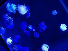 -成都浩海立方海洋公园