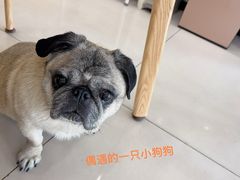 -艾贝尔宠物医院 ·中兽医·宠保定点(北门桥店)