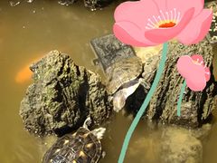 -丽江庭院·云南野生菌·海鲜火锅(鼓楼四合院店)
