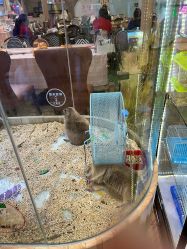 -卡通尼·Safari非洲探索乐园·生日会(金桥国际商业广场店)