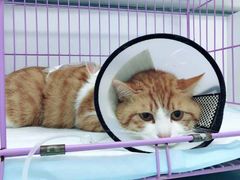 -瑞派福兴宠物医院犬猫全科·骨科·中西医结合(河东店)