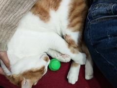 -猫亿天猫咖