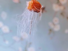 -食神鱼头佛跳墙(百子湾旗舰店)