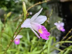 -新加坡植物园