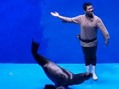 -芜湖新华联大白鲸海洋公园