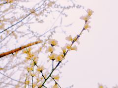 -春风习习