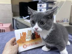 -动物缘宠物医院·骨科·猫科(西二环店)