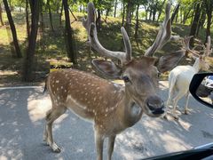 -秦皇岛野生动物园