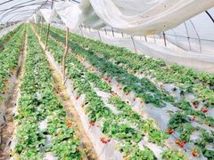 -胜丰草莓采摘园