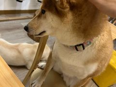 -柴迷FANS CLUB·柴犬狗咖·猫咖