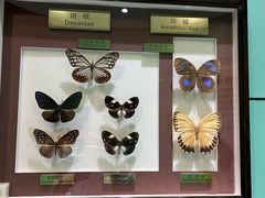 -上海昆虫博物馆
