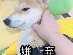 -逗柴咖啡屋·狗咖猫咖宠物桌游