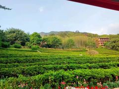 -雁南飞茶田景区