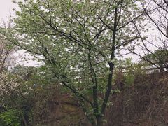 -百林公园-两江幸福广场