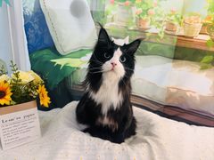 -爱洗澡的猫(望京店)
