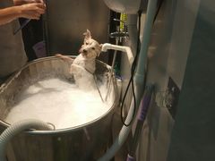 -PETKIT 小佩宠物·低压洗护·美容·寄养(安远店)