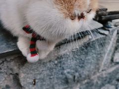 -喵屿·大理花园猫咖