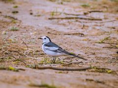 -野鸭湖国家湿地公园