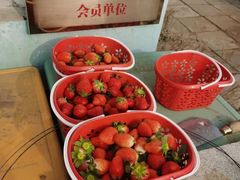 -大自然农场蔬菜草莓采摘园