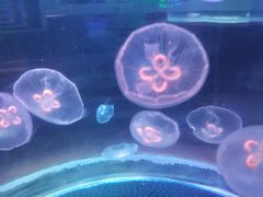 -锦艺城海洋馆