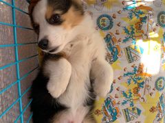 -翊宠yipet猫狗购宠庄园犬舍•猫舍